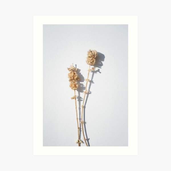 Dry flower and shadow Art Print