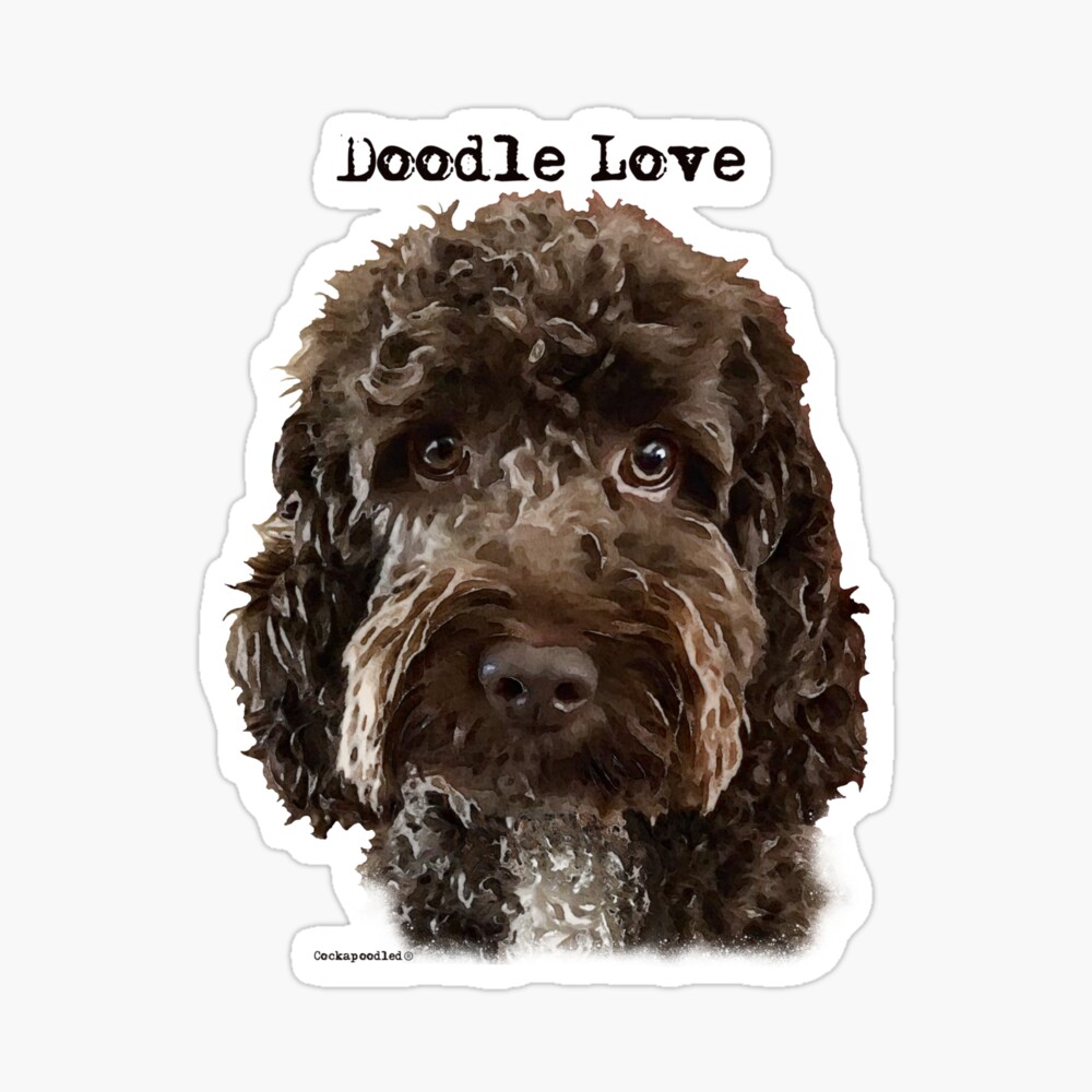chocolate doodle dog