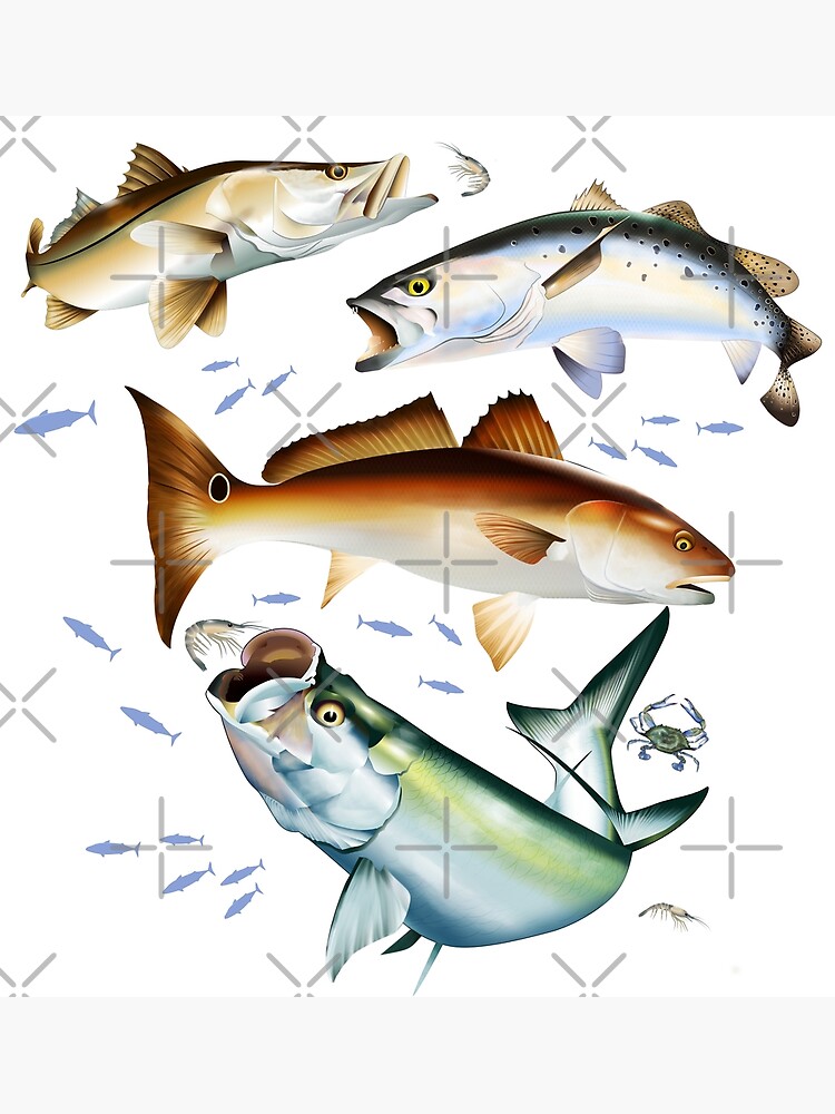 Mary Tracy - Tarpon, Snook, Speckled Trout and Red Drum Flats Fishing  Photographic Print for Sale by Mary Tracy