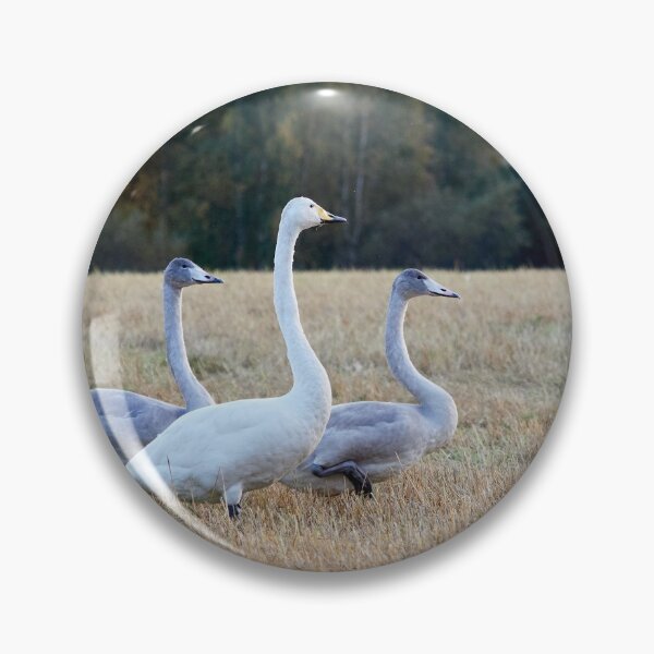 Item preview, The kids and I. Whooper swan designed and sold by Jouko Lehto Photography.