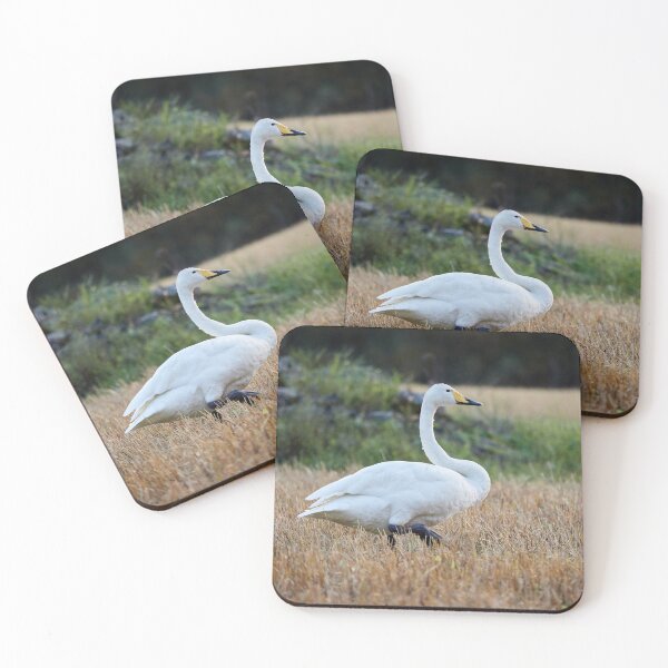 Item preview, It's so quiet this evening. Whooper swan designed and sold by Jouko Lehto Photography.