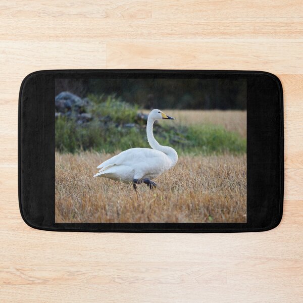 Item preview, It's so quiet this evening. Whooper swan designed and sold by Jouko Lehto Photography.