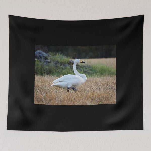 Item preview, It's so quiet this evening. Whooper swan designed and sold by Jouko Lehto Photography.