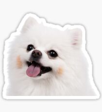White Pomeranian Sticker