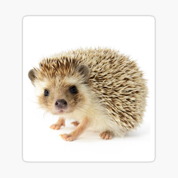 Item preview, Cute Baby Hedgehog designed and sold by cgroenewald.