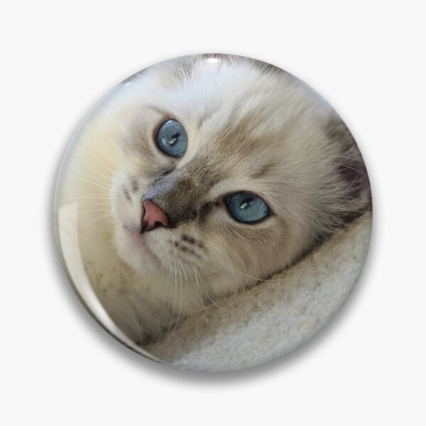 Item preview, Ragdoll kitten Saoirse designed and sold by Fluffycat2020.