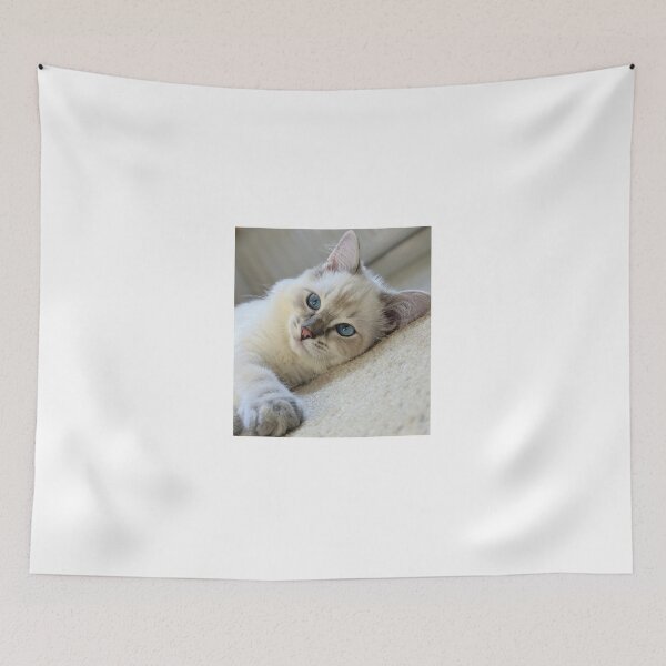 Item preview, Ragdoll kitten Saoirse designed and sold by Fluffycat2020.