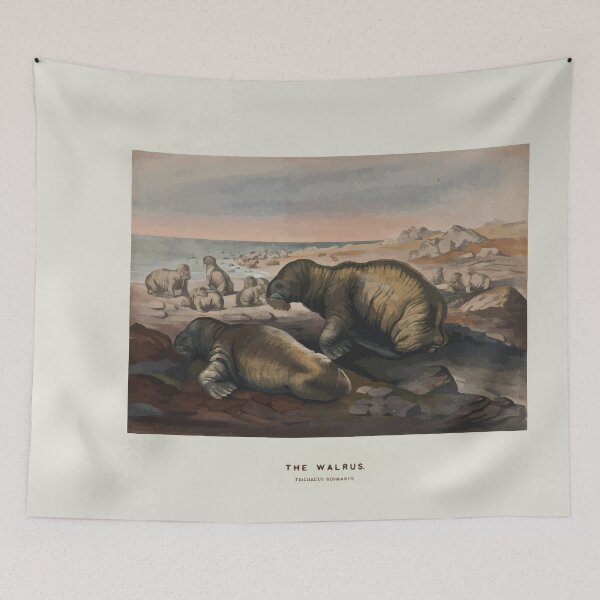 Item preview, Zoological sketches by Joseph Wolf 1861 to 1867 018 The Walrus designed and sold by WetdryvacRB01.