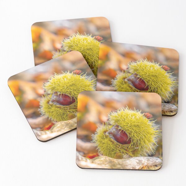 Item preview, chestnuts shell close up squared background - harvesting chestnut in forest with autumn foliage ground . designed and sold by fineartitalia.