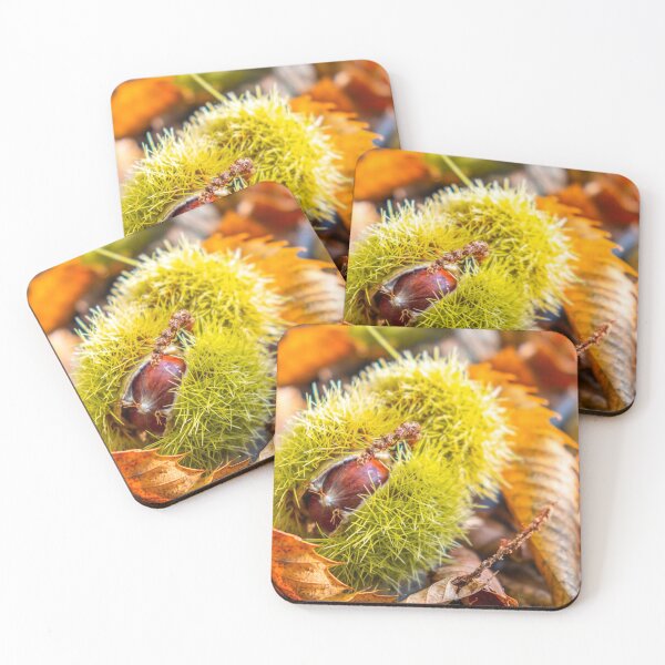 Item preview, chestnuts shell close up background - harvesting chestnut in forest with autumn foliage ground . designed and sold by fineartitalia.