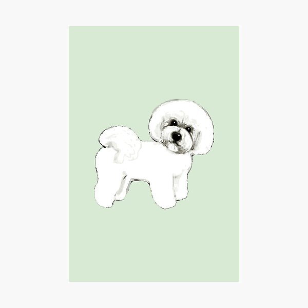Bichon Frise dogs on mint Photographic Print