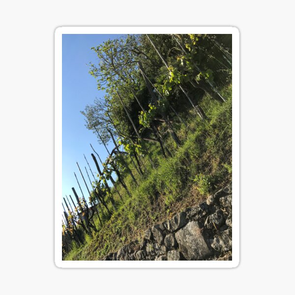 Item preview, Vineyard designed and sold by WiseWanderings.