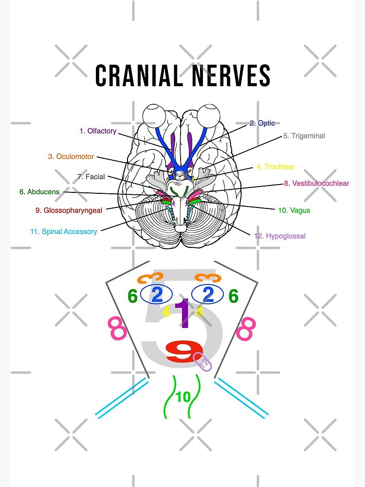 Nerfs crâniens