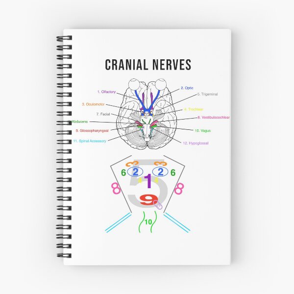 Item preview, Cranial Nerves Diagrams designed and sold by Bododobird.