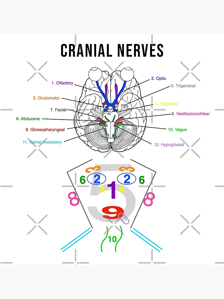 Manipulations des nerfs crâniens Ostéopathie nerf crâniens - Livres