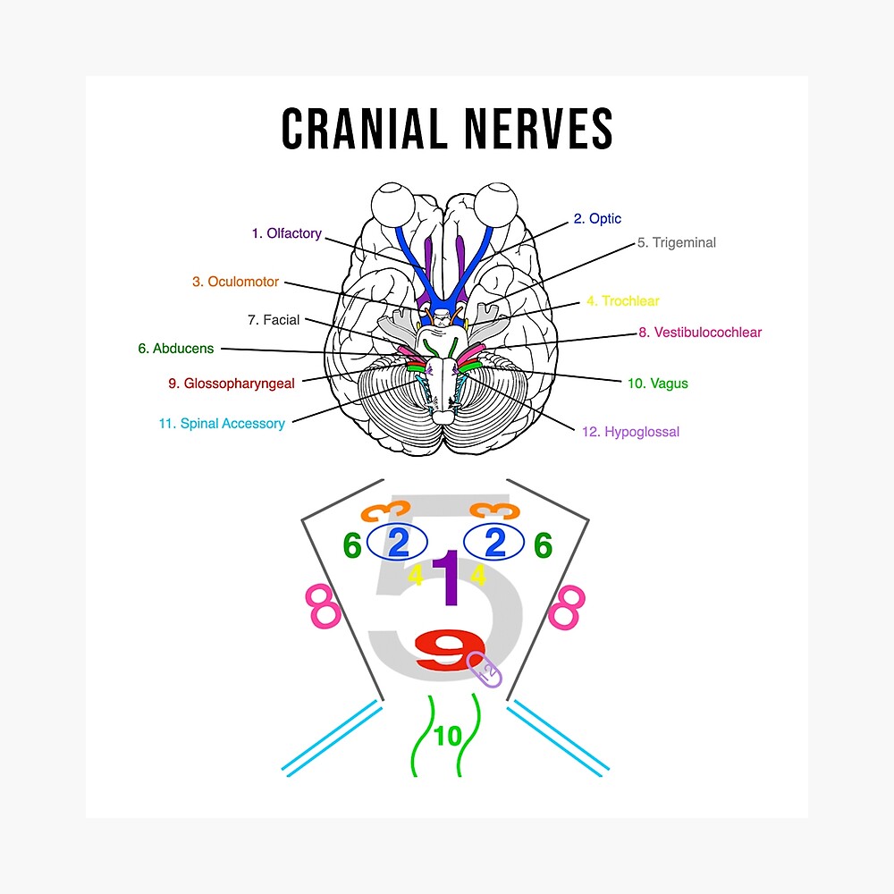 Cranial Nerves Diagrams Poster