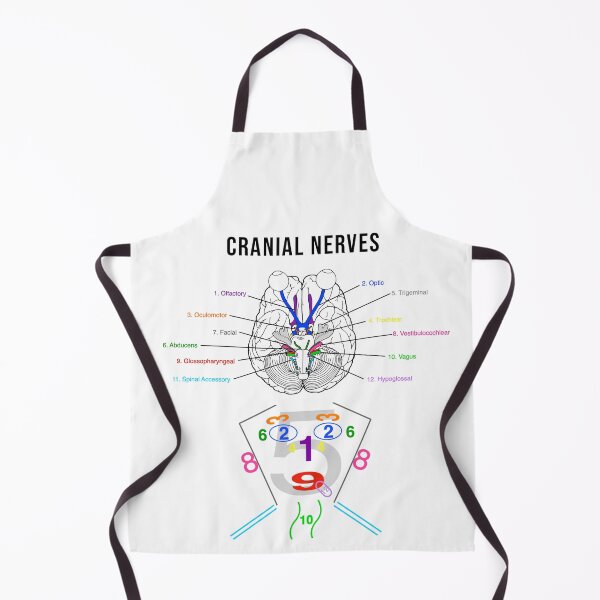 Item preview, Cranial Nerves Diagrams designed and sold by Bododobird.