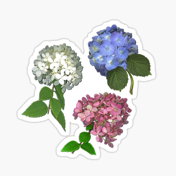 Hydrangea Trio Sticker