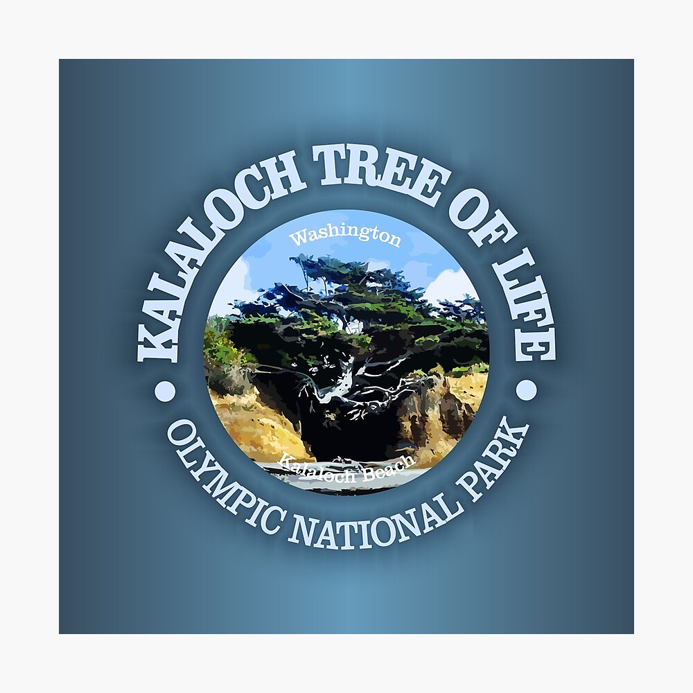 Kalaloch Tree Of Life W Metal Print By Curranmorgan Redbubble