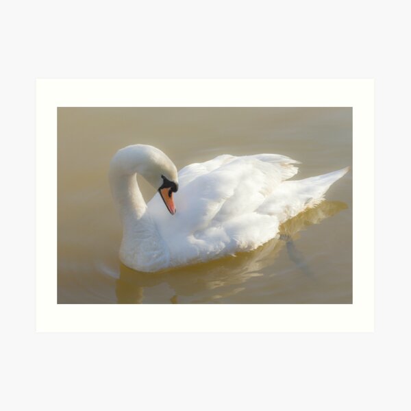 Swan Art Print