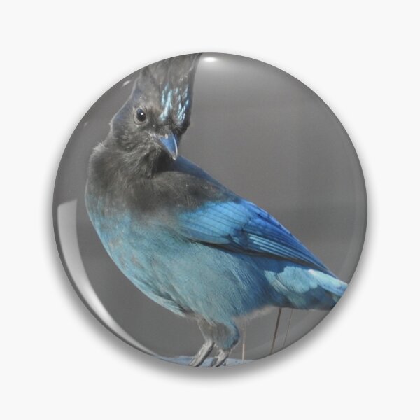 Item preview, Wild birds, Stellar's Jay, wildlife, blue jay designed and sold by Sandra O'Toole.