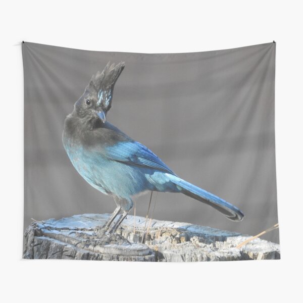 Wild birds, Stellar's Jay, wildlife, blue jay Tapestry