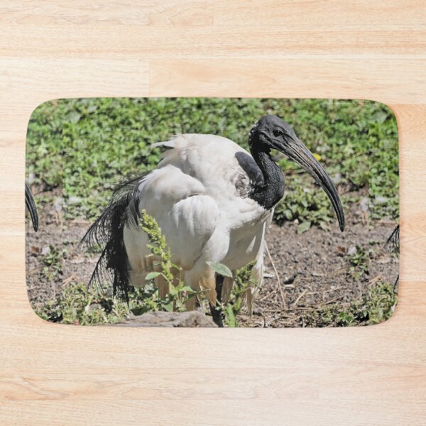 Item preview, r2453/ 7 parc-ornithologique-de-st-hilaire-la-palud - L' Ibis sacré -  2020 par Okaio Créations - Olavia&Olao designed and sold by o.okaïo.