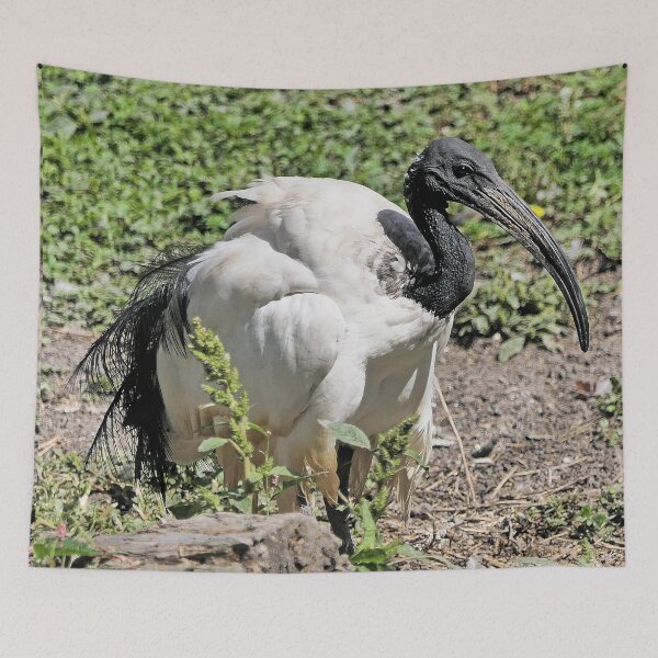 Item preview, r2453/ 7 parc-ornithologique-de-st-hilaire-la-palud - L' Ibis sacré -  2020 par Okaio Créations - Olavia&Olao designed and sold by o.okaïo.