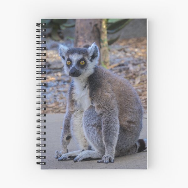 Item preview, Lemur at the Melbourne Zoo designed and sold by Steven Jodoin.