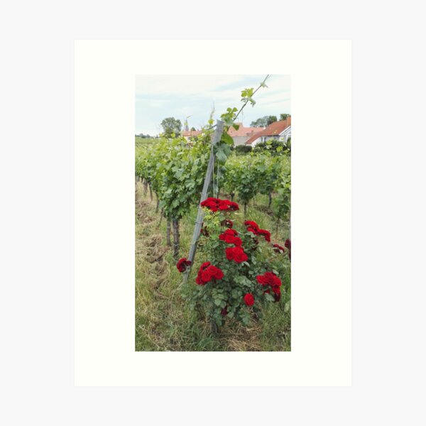 Item preview, Red roses in the vineyard designed and sold by wineandwords.