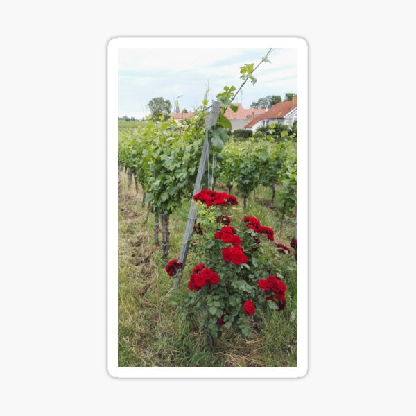 Item preview, Red roses in the vineyard designed and sold by wineandwords.