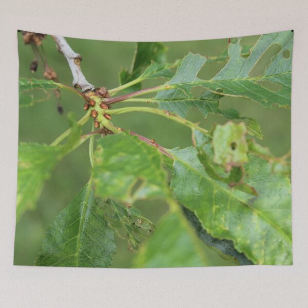 Item preview, Apple tree leaves designed and sold by Bobtherandomcat.