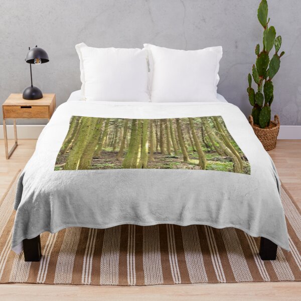 Item preview, Cedar trees at Samdasoo Forest Road, Jeju Island, Korea. designed and sold by human8891.