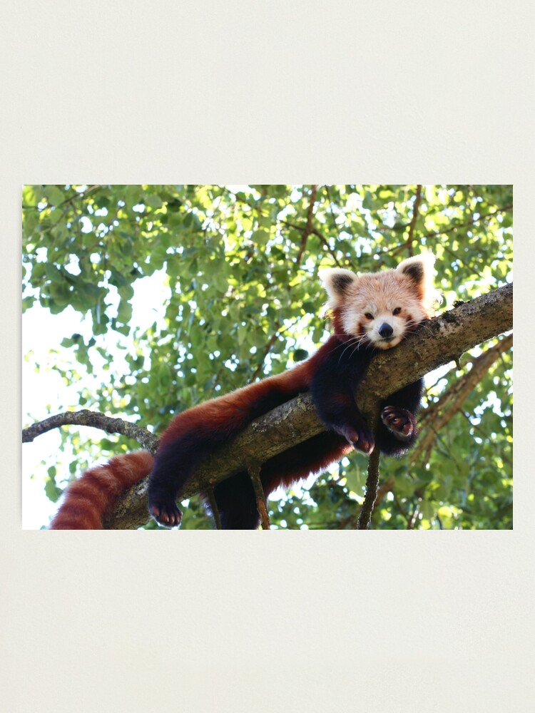 Red Panda Photographic Print By Marinaares Redbubble