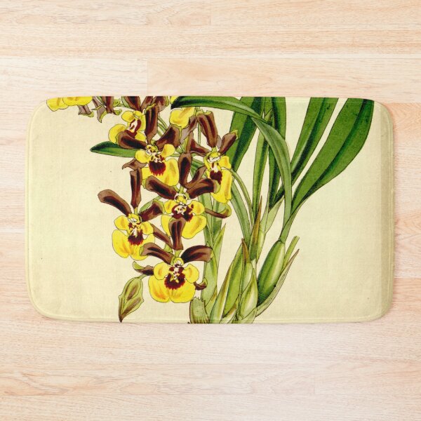 Item preview, Oncidium longipes Curtis' 86 5193 (1860) designed and sold by EsotericBotanic.