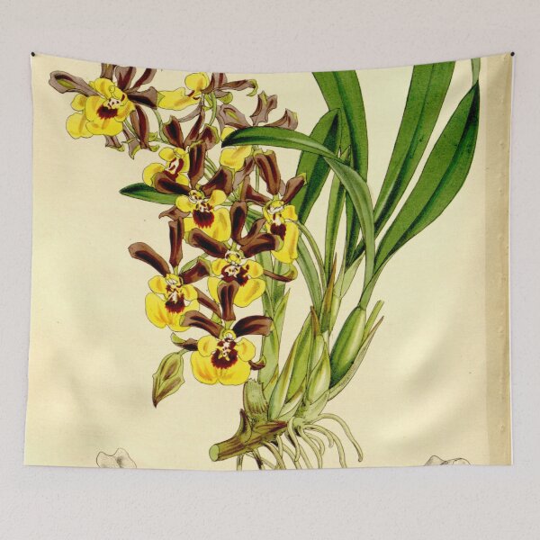 Item preview, Oncidium longipes Curtis' 86 5193 (1860) designed and sold by EsotericBotanic.