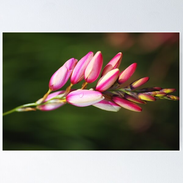 Aperçu de l'œuvre Fleur de lys des champs africain créée et vendue par Joy Watson - Natural Light Photography .