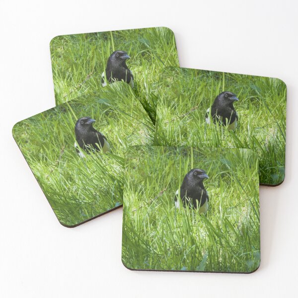 Item preview, Magpie hiding in a long grass meadow. He/she was busy watching me and the camera!  designed and sold by Cameranick.