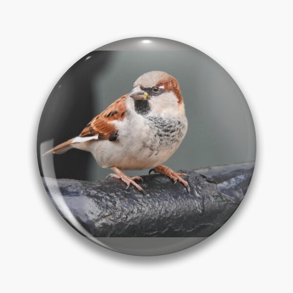 Item preview, Sparrow in city designed and sold by ibwr1.