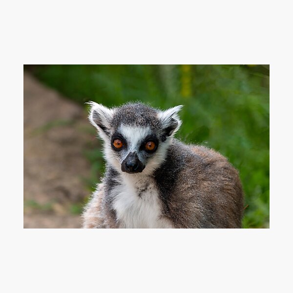 Lemur portrait Photographic Print