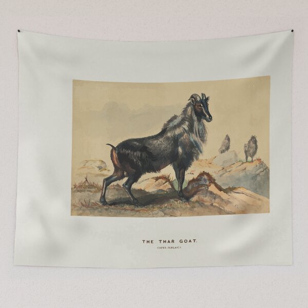 Item preview, Zoological sketches by Joseph Wolf 1861 to 1867 025 The Thar Goat designed and sold by WetdryvacRB01.