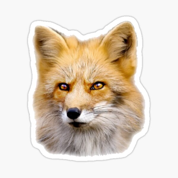 Produits Sur Le Theme Renard Malin Redbubble