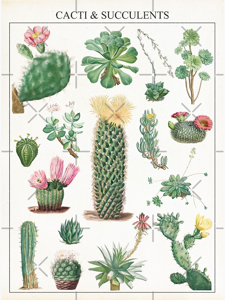 Succulent Note Card Set For Women Desert Cactus Home Office