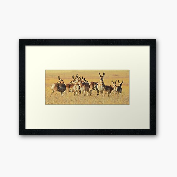 Pronghorn, Antelope, Wildlife, Life of the Herd Framed Art Print