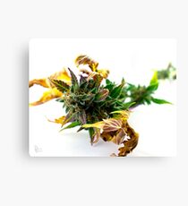 Scorpion Canvas Print