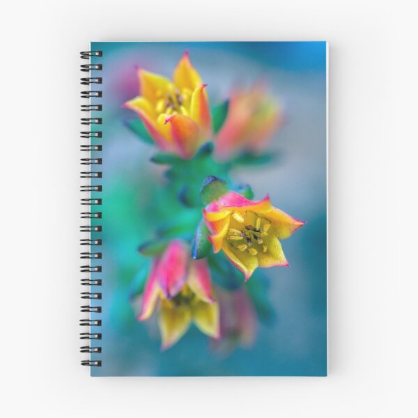 Aperçu de l'œuvre Echeveria créée et vendue par alan shapiro.