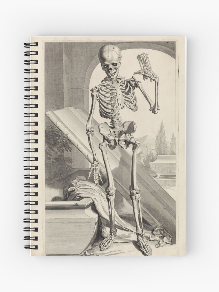 squelette grec skeleton de skeletos desséché - LAROUSSE