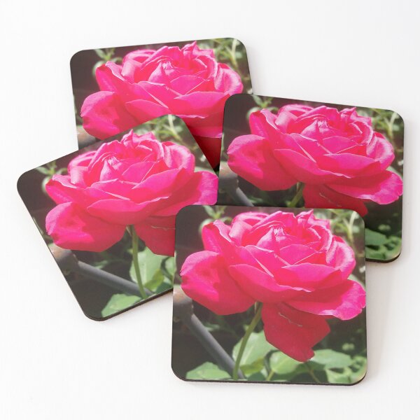 Item preview, Rose, flower, garden, nature designed and sold by Sternchen2789.