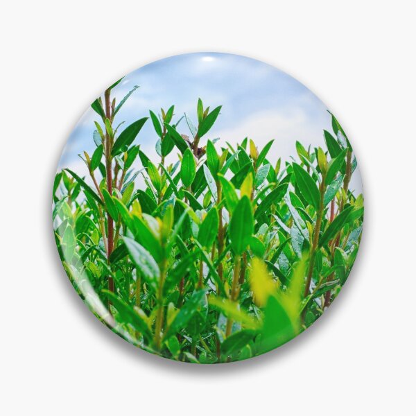 Artikelvorschau, Grüne Hecke entworfen und verkauft von troianifabrizio.