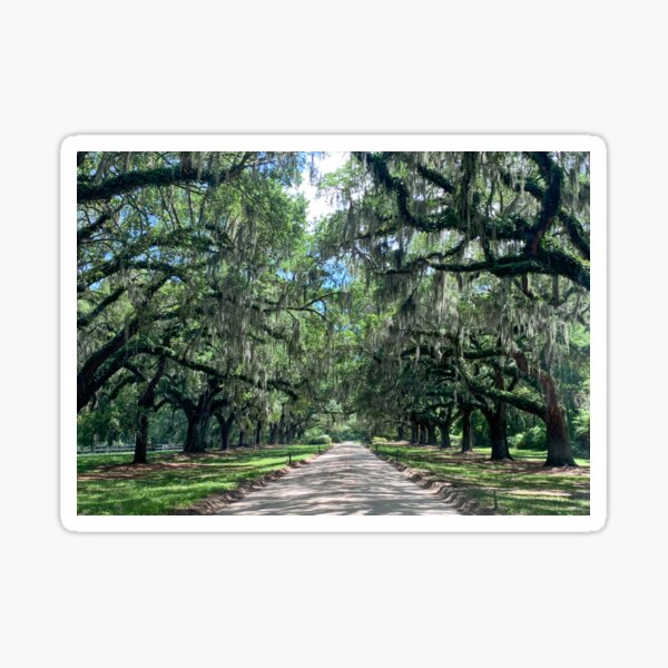 Item preview, Oak Tree Driveway designed and sold by WiseWanderings.